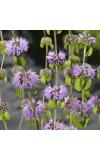 Polei (Mentha pulegium) moerasplant (6-stuks)