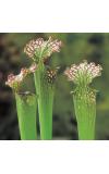 Amerikaanse bekerplant (Sarracenia farnhamii) moerasplant (6-stuks)